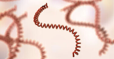 leptospirosis-bacterial